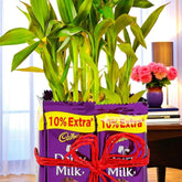 Exquisite 2 Layer Bamboo with Chocolates arranged in a decorative planter with Cadbury Dairy Milk, ideal for indoor decor and gifting positivity.